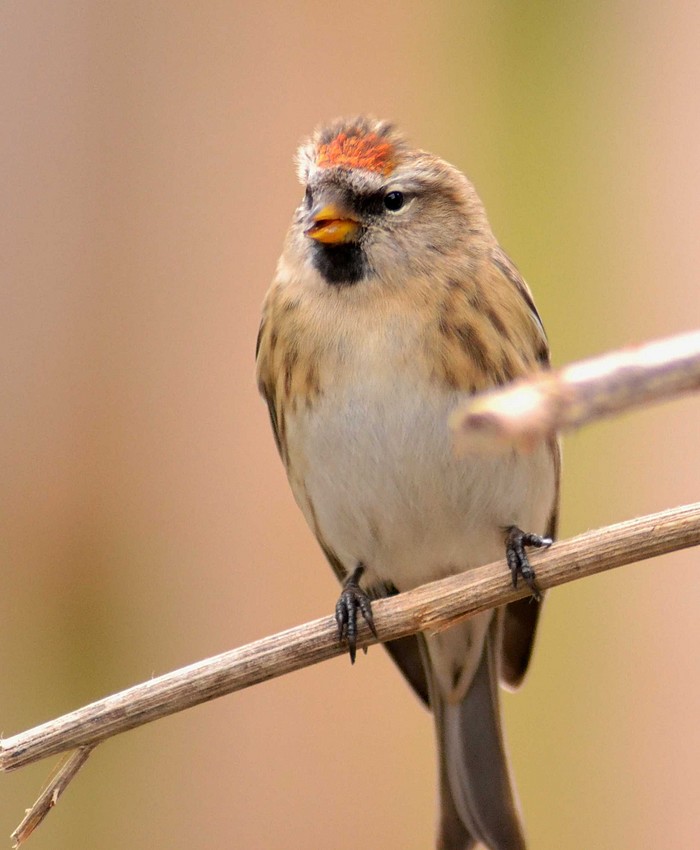 Lesser Redpoll