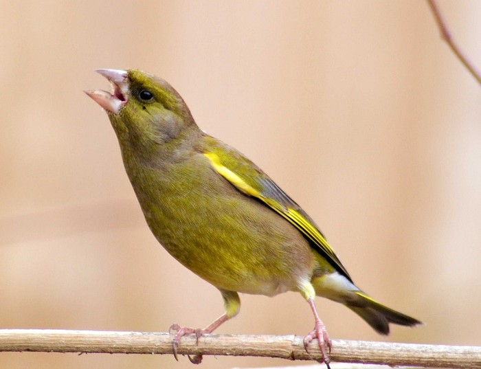 Greenfinch