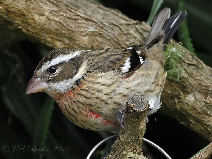 Rose-breasted Grosbeak