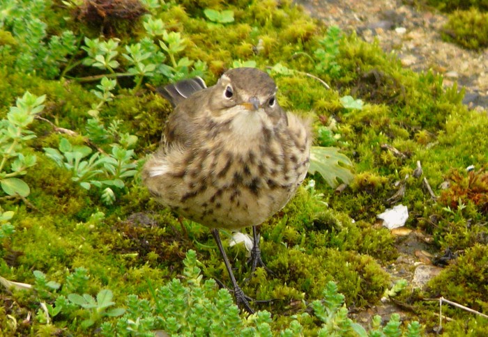 American Buff-bellied Pipit