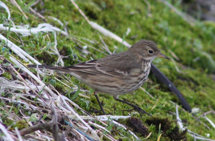 American Buff-bellied Pipit