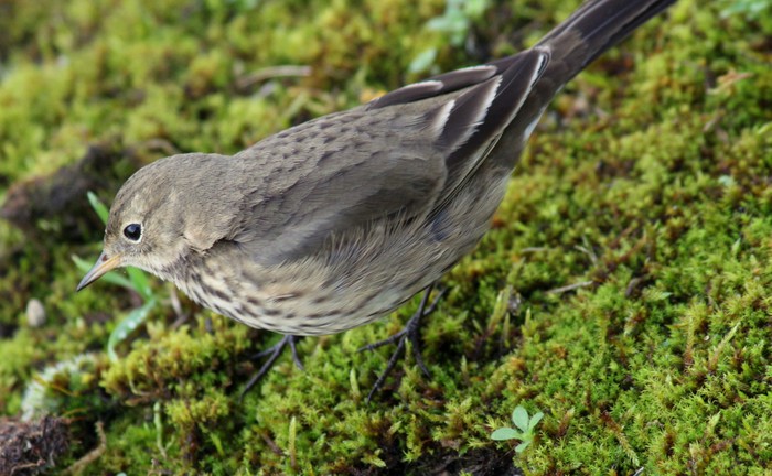 American Buff-bellied Pipit
