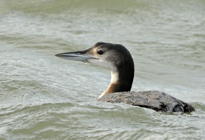 Great Northern Diver