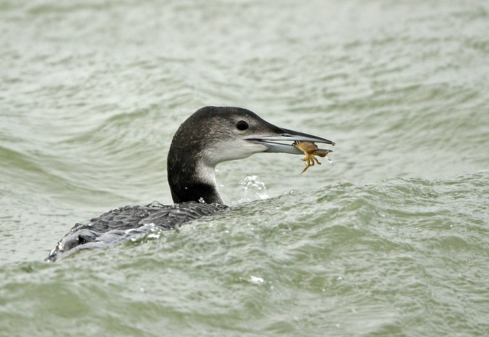 Great Northern Diver