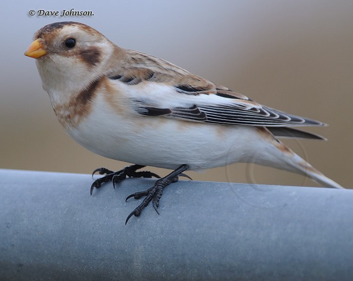 Snow Bunting