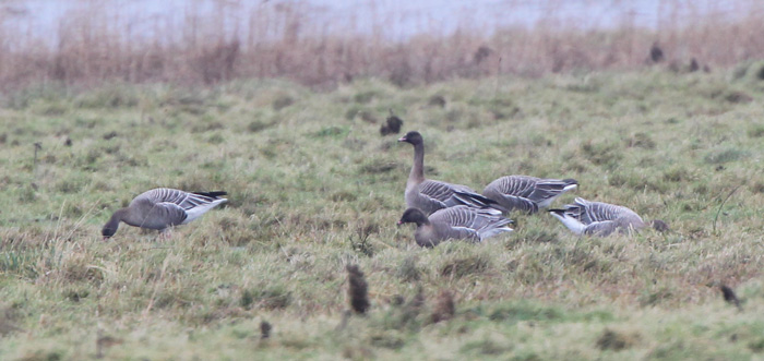 Pink-footed Goose