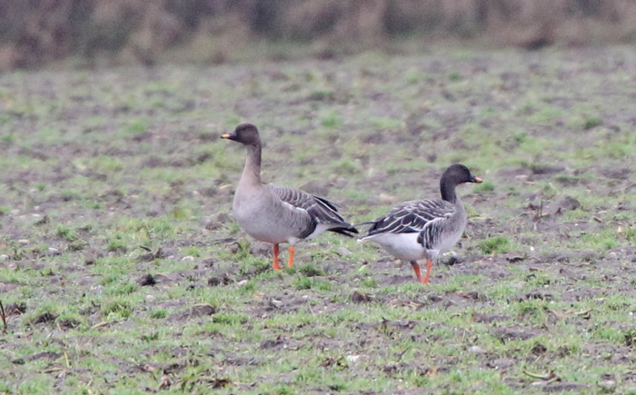 Tundra Bean Goose
