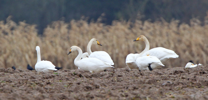 Whooper Swan