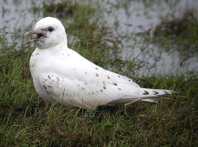 Ivory Gull