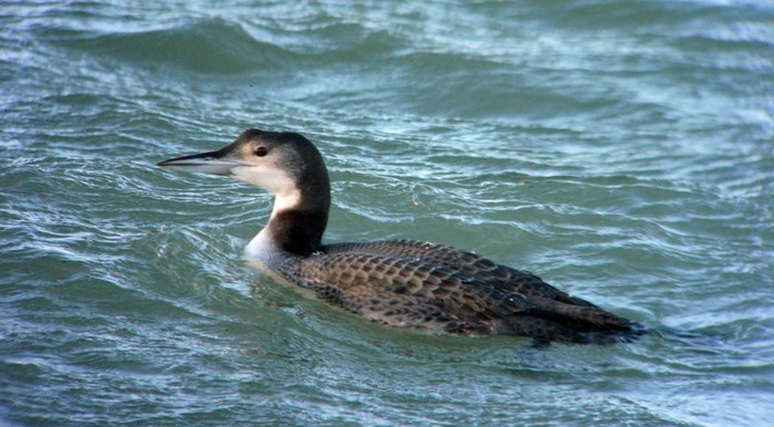 Great Northern Diver
