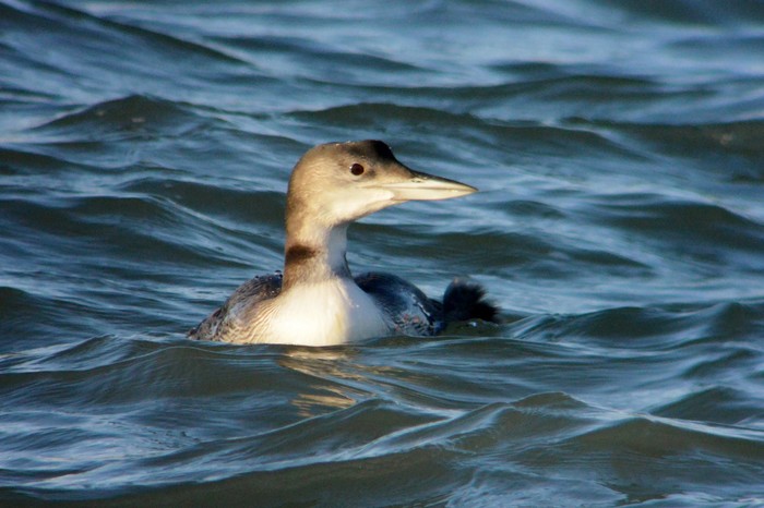 Great Northern Diver