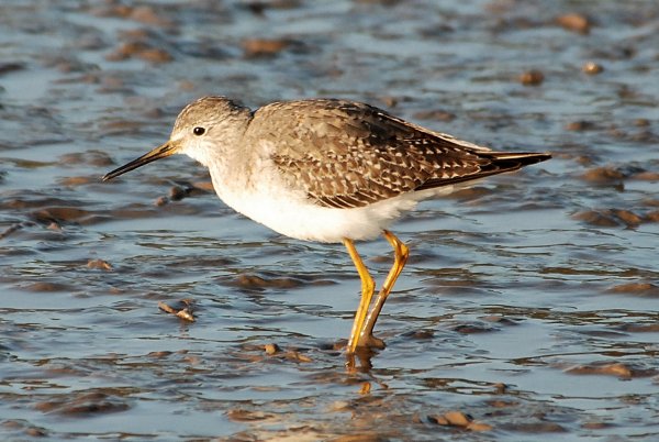 Lesser Yellowlegs