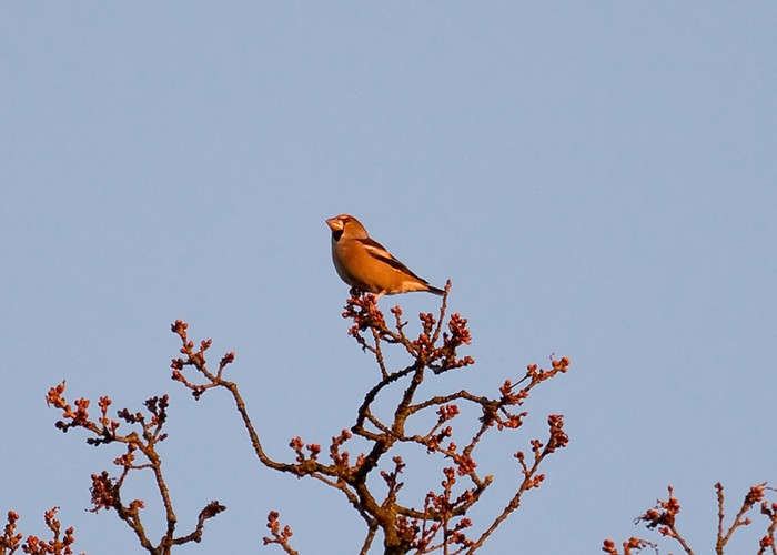 Hawfinch