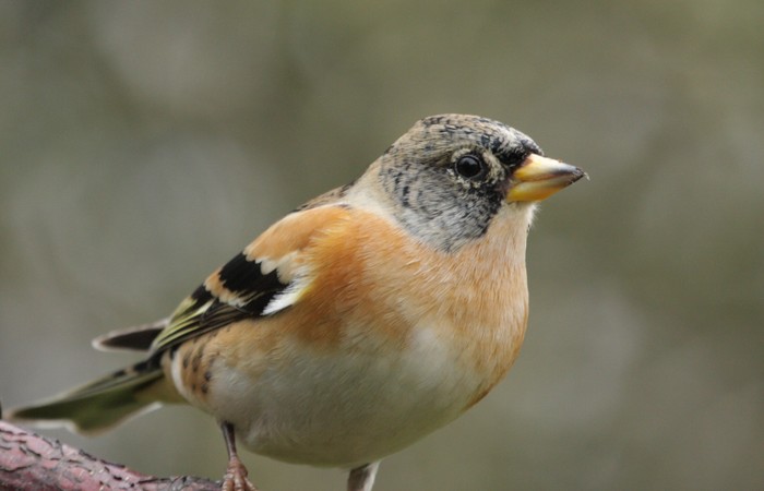 Brambling