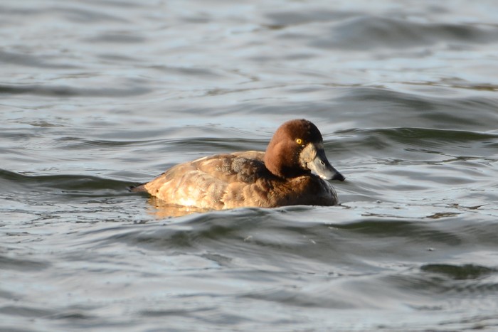 Scaup