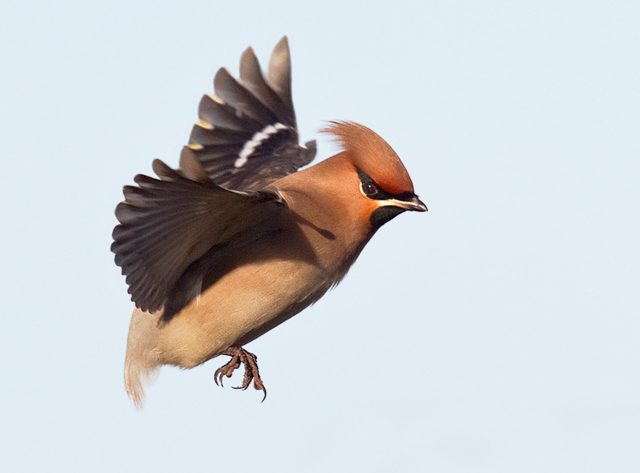 Waxwing