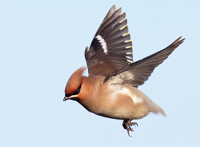 Waxwing