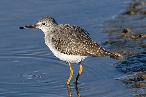 Lesser Yellowlegs