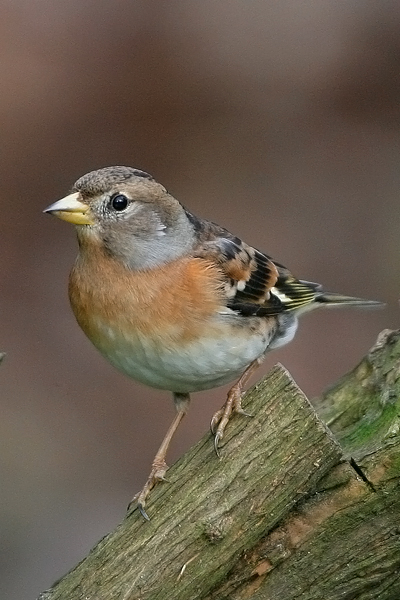 Brambling
