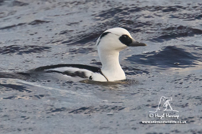 Smew