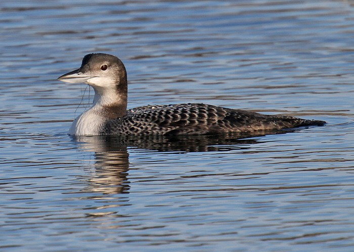 Great Northern Diver