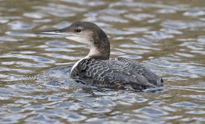 Great Northern Diver