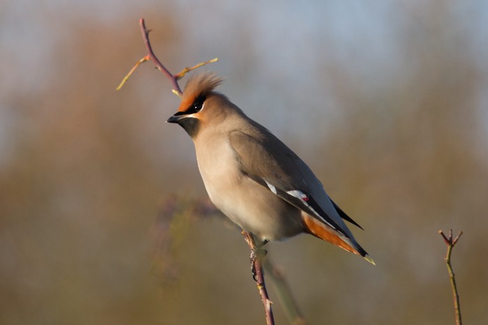 Waxwing