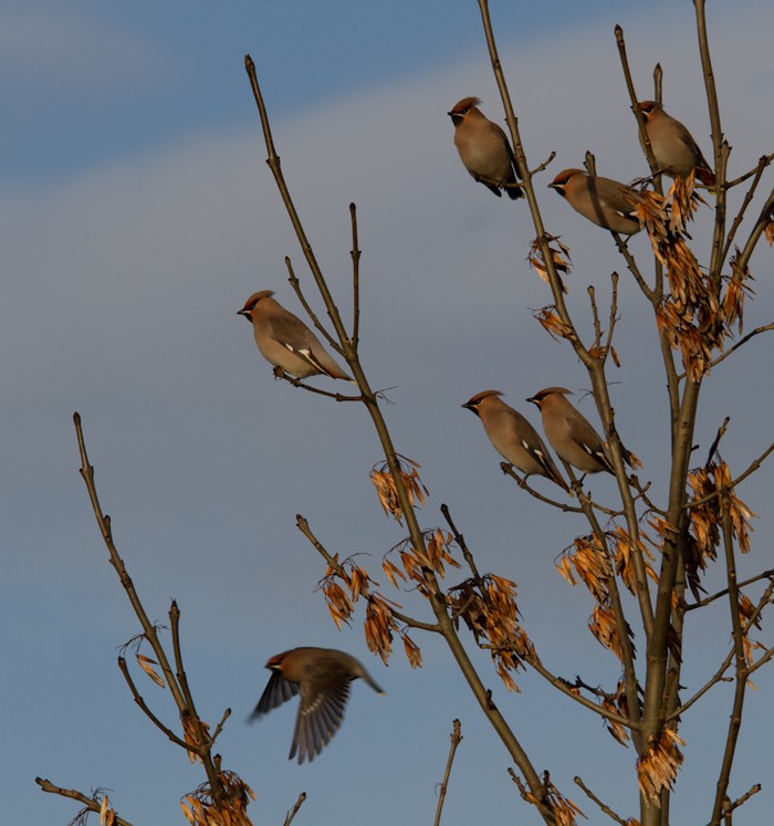 Waxwing