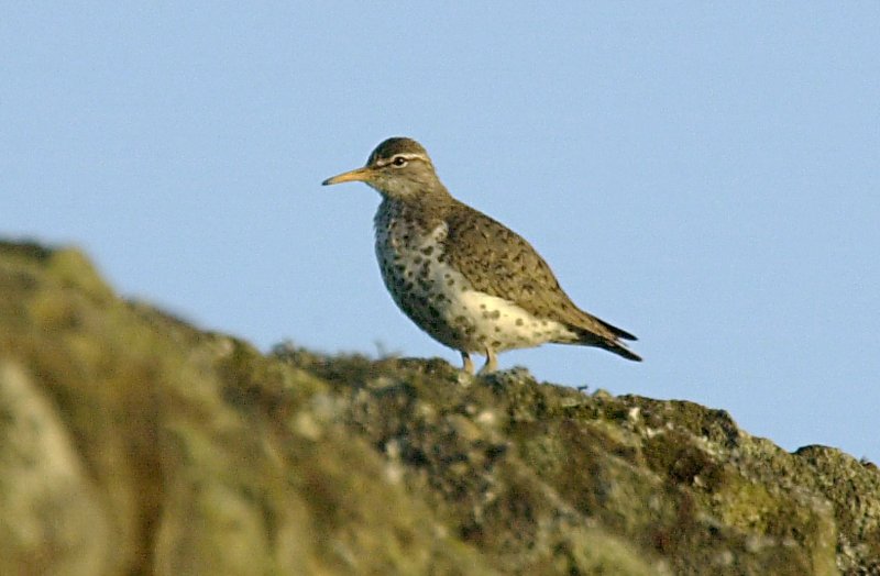 Spotted Sandpiper