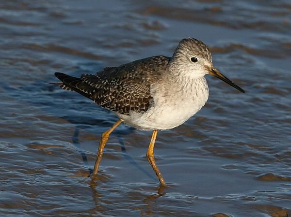 Lesser Yellowlegs