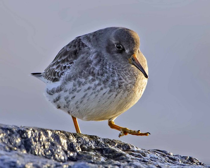 Purple Sandpiper