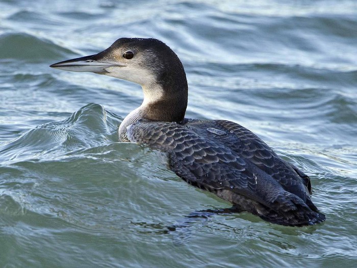 Great Northern Diver