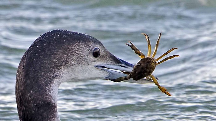 Great Northern Diver