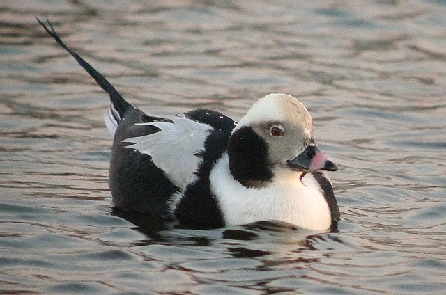 Long-tailed Duck
