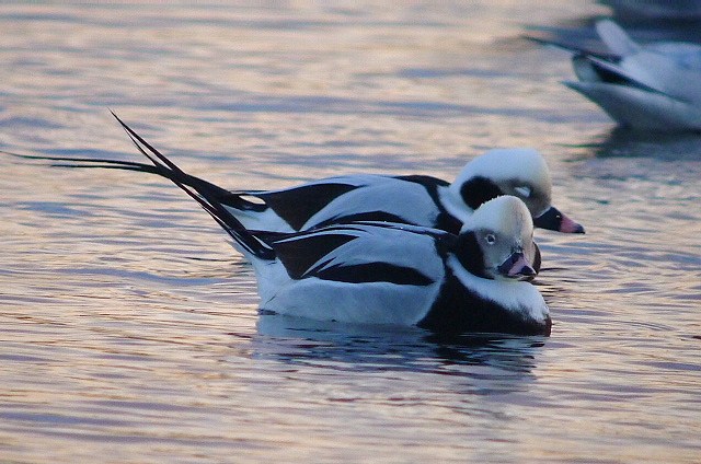 Long-tailed Duck