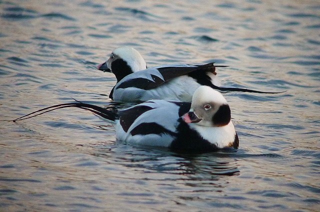 Long-tailed Duck