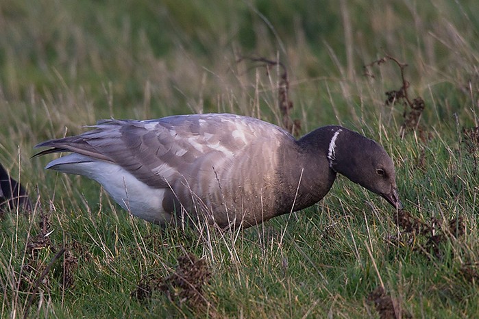 Brent Goose