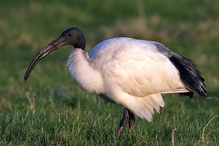 Sacred Ibis