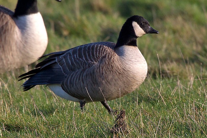 Richardson's Canada Goose