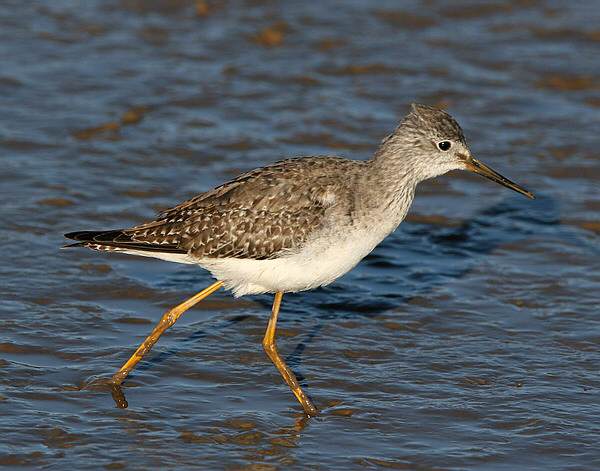 Lesser Yellowlegs