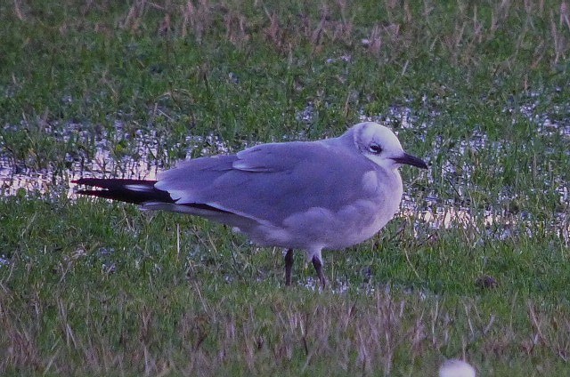 Laughing Gull