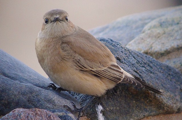 Desert Wheatear