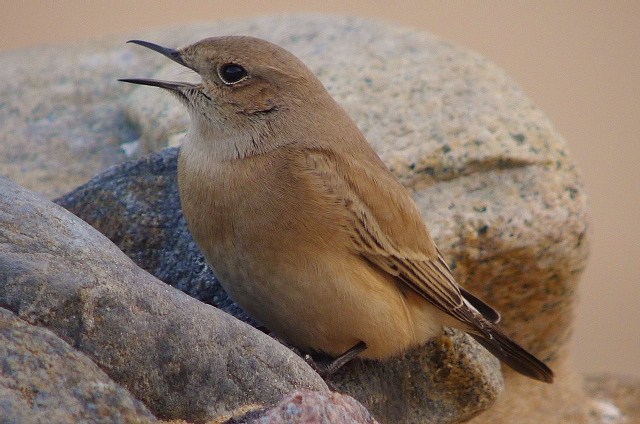 Desert Wheatear