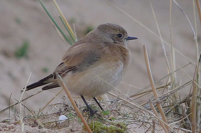 Desert Wheatear