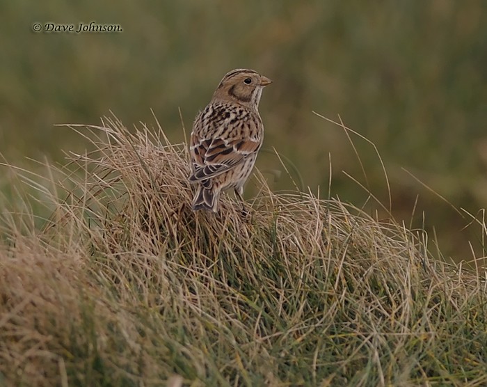 Lapland Bunting