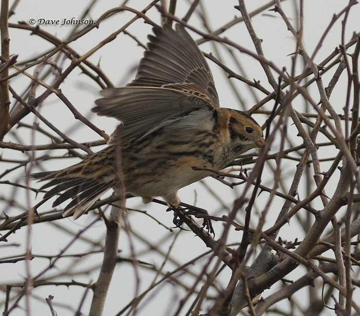Lapland Bunting