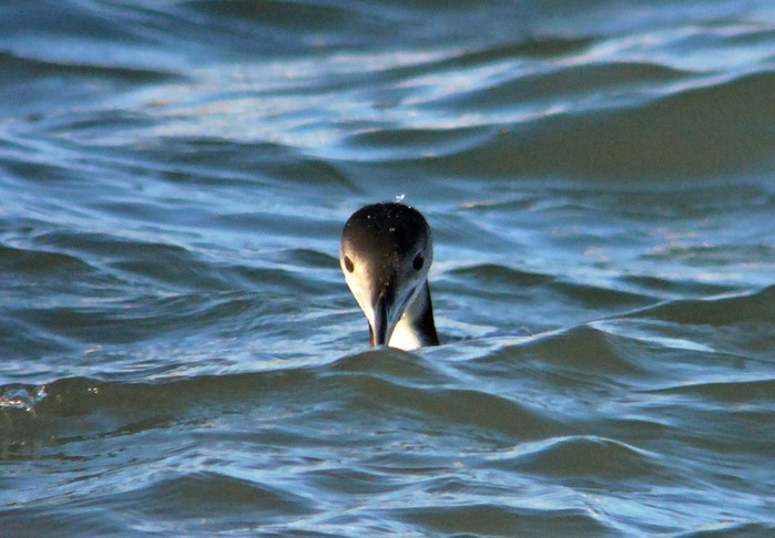 Great Northern Diver