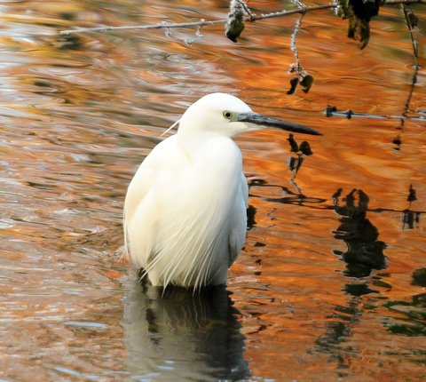 Little Egret