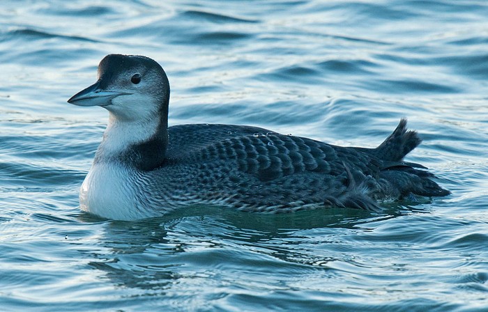 Great Northern Diver