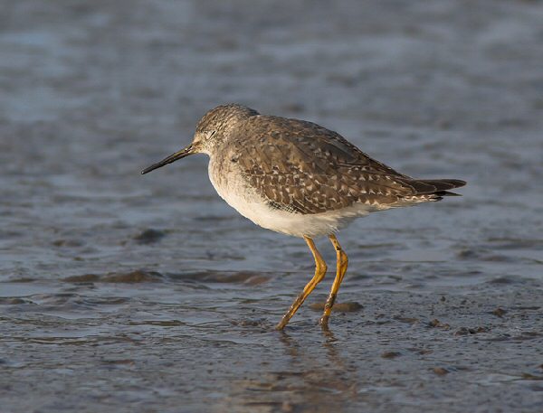 Lesser Yellowlegs